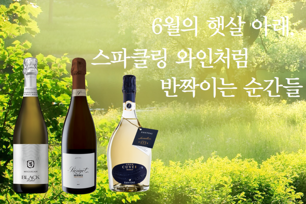 [와인리뷰 2025년 6월호] 6월의 햇살 아래, 스파클링 와인처럼 반짝이는 순간들