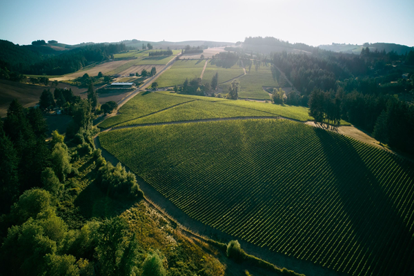 [호텔앤레스토랑 2026년 1월호] 링구아 프랑카 - 손진호 교수의 와인 PICK