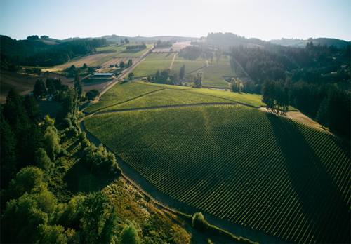 Lingua Franca : 링구아 프랑카
